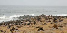Cape Cross Lodge seals