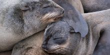 Cape Cross Lodge seals