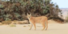 Caracal at Hoanib Skelton Coast Dr. Flip Stander