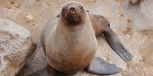Cape Cross Seals