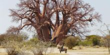 Jacks Camp, Kalahari Desert, Botswana