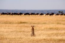 A cheetah waits patiently on the plains for the moment to hunt at Nomad Serengeti Safari Camp- Ndutu, Serengeti National Park, Tanzania