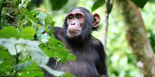UWEC Chimpanzee Close Up