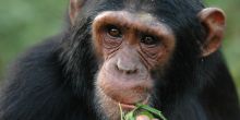 A chimp eating at Ngamba Island Tented Camp, Ngamba Island, Uganda