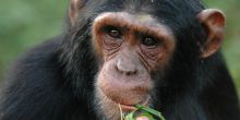 Kibale Forest Chimp Trek, Uganda
