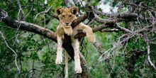 Chindeni Bush Camp, South Luangwa National Park, Zambia