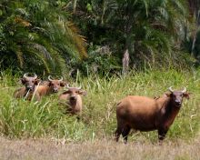 Chintheche Inn, Lake Malawi, Malawi Â© Wilderness Safaris