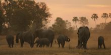 Gomoti Plains Camp, Moremi Game Reserve, Botswana