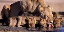 Chobe National Park Safari