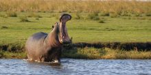 Chobe National Park Safari