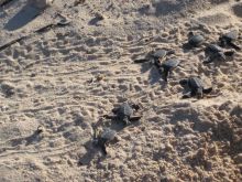 Turtle hatching excursion at Chole Mjini Lodge, Mafia Island, Tanzania