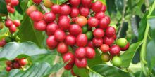 Karen Blixen Coffee Garden and Cottages, Nairobi, Kenya