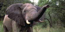 Exeter River Lodge, Sabi Sands Game Reserve, South Africa
