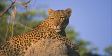 Exeter River Lodge, Sabi Sands Game Reserve, South Africa