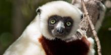lemur