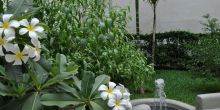 Gardens at Mashariki Palace, Stone Town, Zanzibar, Tanzania