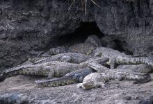 Crocodiles sunbathing at Chada Katavi Camp, Katavi National Park, Tanzania Â© Nomad Tanzania