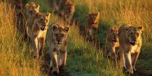 Saruni Mara, Masai Mara National Reserve, Kenya
