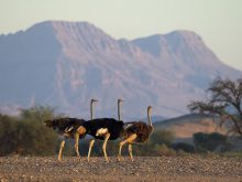 Damaraland Camp, Damaraland, Namibia Â© Dana Allen