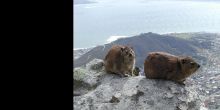 Dassies eagerly greet visitors at the peak of Table Mountain, Cape Town, South Africa