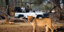 Game drive with lion