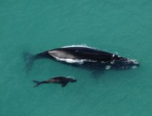 Hermanus Whale Watching Expedition
