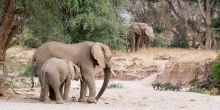 Desert-Adapted Elephant Safari