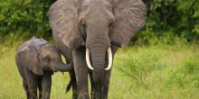 Mbuzi Mawe Tented Camp, Serengeti National Park, Tanzania