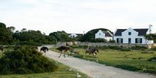 De Hoop