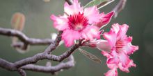 Desert Rose