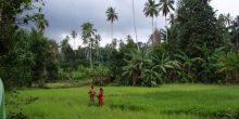 Spice Plantation Tour, Zanzibar, Tanzania