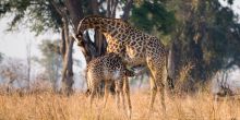 Tafika Camp, South Luangwa National Park, Zambia