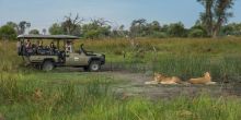 Game drive with lions