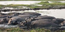 Eagle Island Camp, Okavango Delta, Botswana 