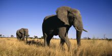 Botswana Adventurer Safari