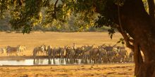 Gorah Elephant Camp, Addo Elephant National Park, South Africa