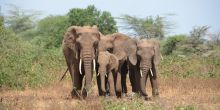 Lake Manyara National Park Safari
