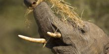 Elephant eating
