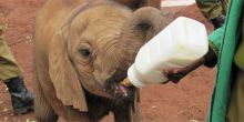Ithumba feeding ele
