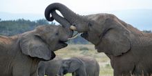 Shambala Zulu Camp, Shambala Game Reserve, South Africa