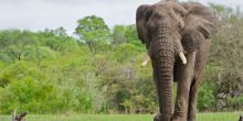 Elephant House, Addo Elephant National Park, South Africa