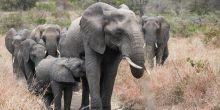 Mateya Conservation Day