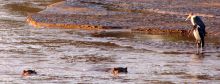 Hippos at Elephant Bedroom Camp, Samburu National Reserve, Kenya