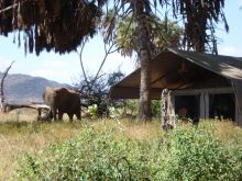 Tent exterior at Elephant Bedroom Camp, Samburu National Reserve, Kenya