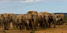 Gorah Elephant Camp, Addo Elephant National Park, South Africa