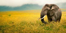 Safari in the Ngorongoro Crater