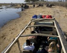 Elephant Road Block