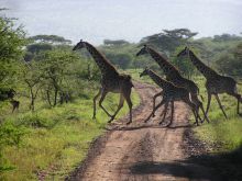 Giraffes at Elephant Valley Lodge, Chobe National Park, Botswana