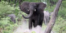 Chobe National Park Safari