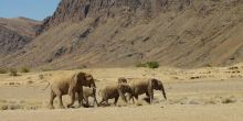 Elephants